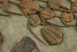 Line Of Lonchodomas Trilobites Showing Migrating Behavior #338987-4